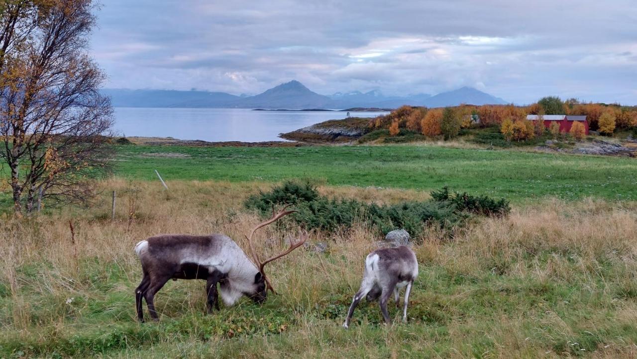 Holiday Home On Senja Senjahopen Eksteriør bilde